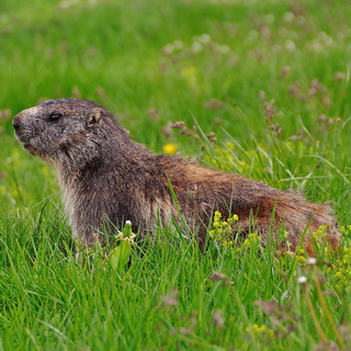 Marmot